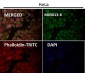 Anti-beta Tubulin Rabbit Monoclonal Antibody